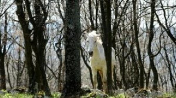 tulcea proiect pentru protejarea padurii letea si a cailor semi salbatici