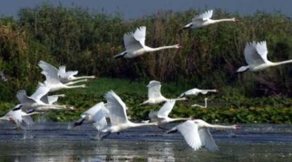 ue avertizeaza romania ca i se va aplica procedura de infringement pentru nerespectarea legislatiei europene de protectie a naturii in zona deltei dunarii