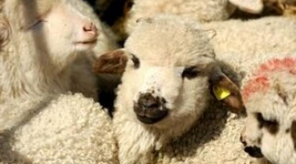 agrostar exista riscul ca de pasti sa nu avem carne de miel romanesc pe piata