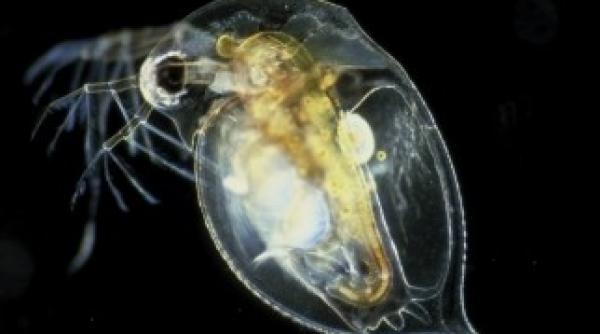 puricele de apa are organismul mai complex decat al nostru are 10 mii de gene in plus