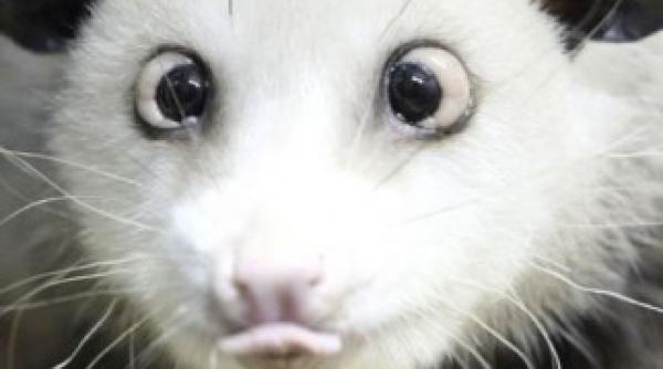 oposumul heidi animalul care a stiut care vor fi castigatorii oscarurilor