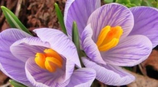 primavara se instaleaza in romania vezi prognoza meteo