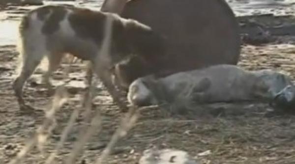 impresionant un caine refuza sa si paraseasca tovarasul ranit in catastrofa din japonia video
