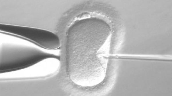 inovatie primul bebelus nascut fara mutatia genei care duce la cancerul la san