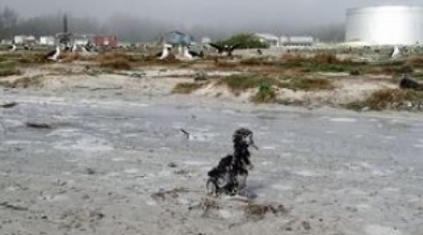 mii de pasari ucise de tsunami in pacific in apropiere de hawaii