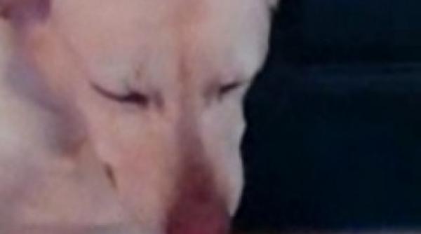 cum arata un caine care regreta greseala pe care a facut o video