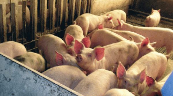 spitalul din jimbolia si a facut ferma pentru a scapa de datorii