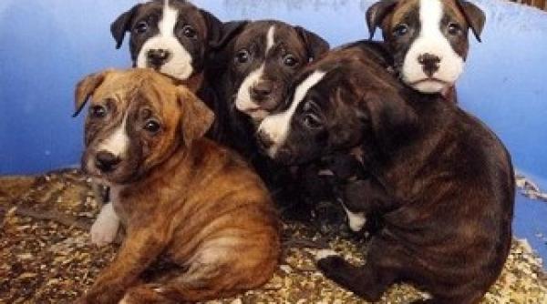 cainii ar putea fi interzisi in iran