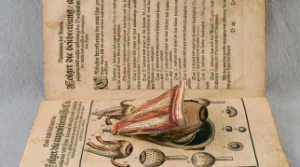 anatomia ilustrata in straturi galerie foto video