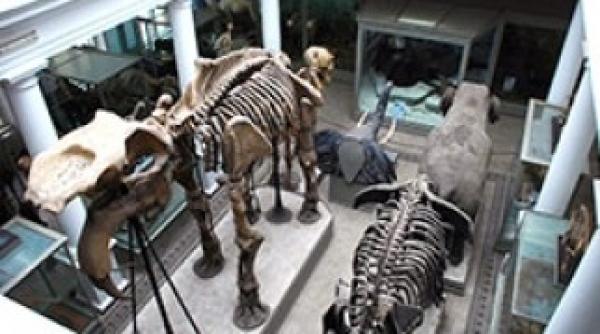 redeschiderea muzeului antipa amanata pentru iunie