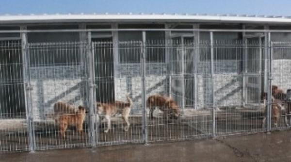 cainii comunitari din sectorul 1 intra pe mana prostituatelor si cersetorilor