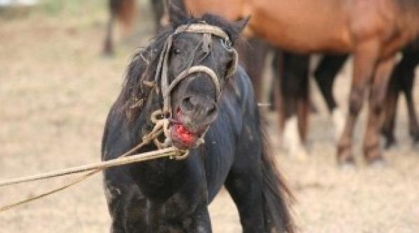 protest la londra pentru caii de la letea