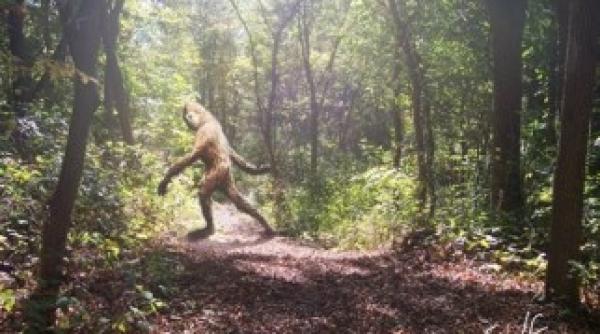 o femeie sustine ca l a filmat pe bigfoot video