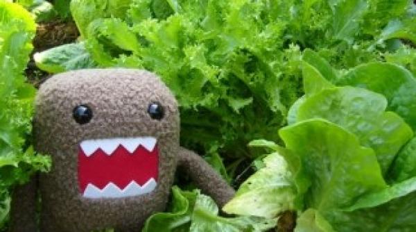 bacteria ucigasa a venit din afara europei antibioticele omoara e coli dar toxina acesteia omoara pacientul