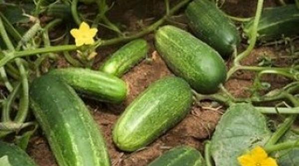 castravetii spanioli de pe pietele cehiei si austriei sunt retrasi de la comercializare