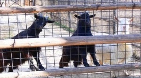 dezbatere esti de acord cu existenta gradinilor zoologice nu putem manca animalele de la zoo