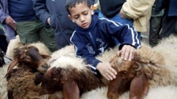 parlamentul olandei interzice sacrificiul ritual de animale