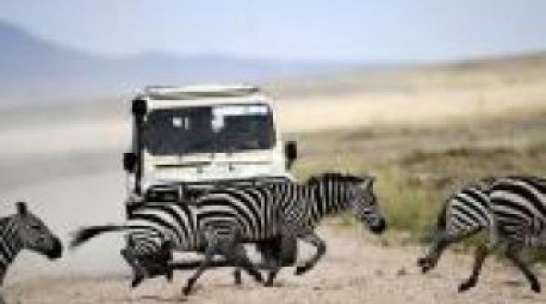 parcul national serengeti din tanzania va fi traversat de o autostrada