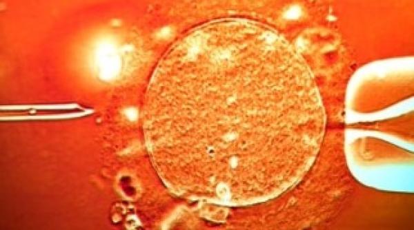 dozele mari de medicamente pentru fertilizare in vitro sursa de anomalii in ovule