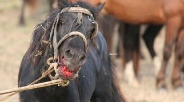 flashmob in fata teatrului national in sprijinul medicului veterinar care a semnalat masacrul cailor salbatici din padurea letea