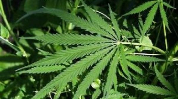 conspiratia marijuanei mary jo berea cu canepa lansata simultan cu un viral de promovare pe net