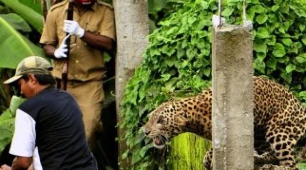 foto cu un leopard care ataca un om animalul a mutilat in total 6 persoane