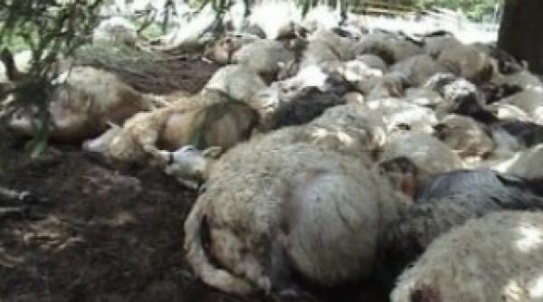 120 de oi au murit dupa ce au fost lovite de fulger