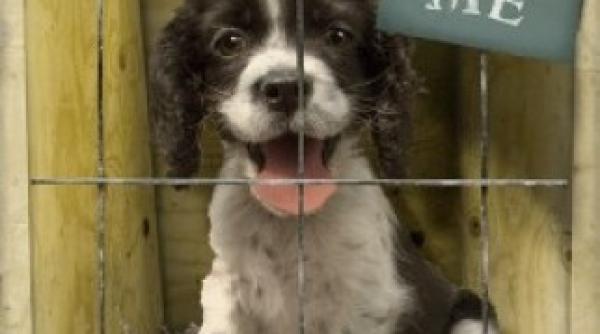 adopta un catel sambata din parcul kiseleff