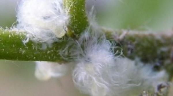 paduchele lanos si metcalfa pruinosa ataca parcurile din timisoara