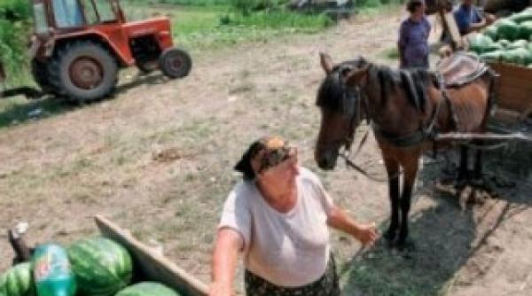 pepenii din dabuleni se strica in soare producatorii sunt in pragul falimentului