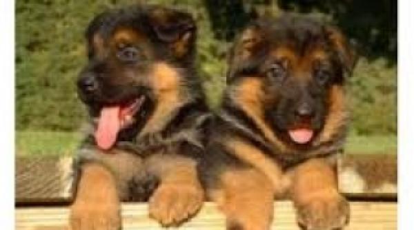 taxa pe caini si pisici la brasov mai mare decat impozitul pe o vila