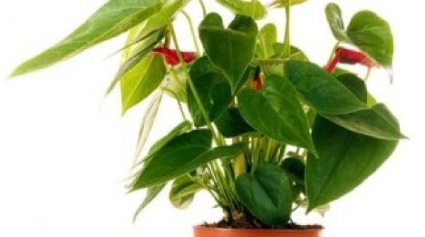 vezi aici cele 10 plante minune care va feresc de poluare