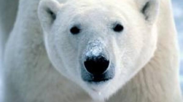 groaza pe o insula din norvegia un urs polar a ucis un tanar britanic de 17 ani