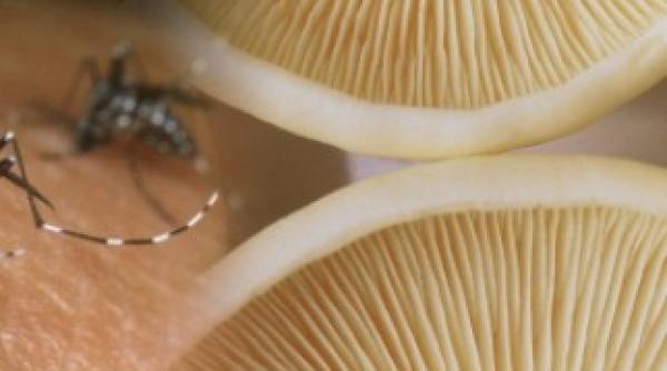 sase moduri iesite din tipare prin care ingineria genetica ti ar putea salva viata