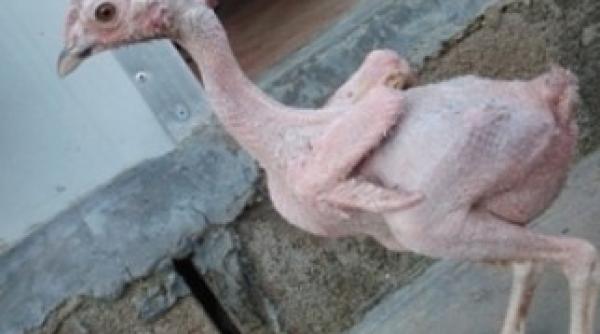 un pui de gaina s a nascut chel fara pene foto