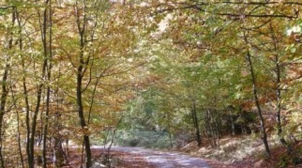 regele mihai a donat orasului sinaia peste 27 000 de metri patrati de drumuri forestiere