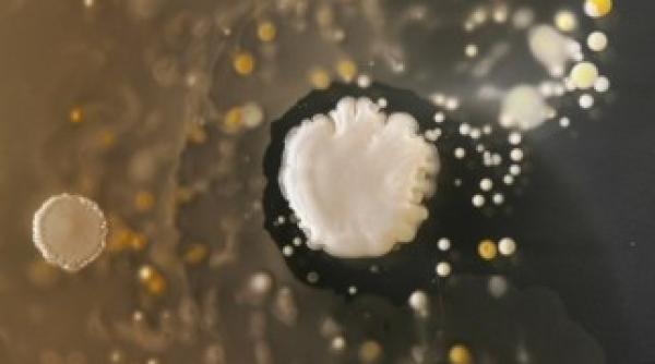 caricatura zilei 27 august 2011