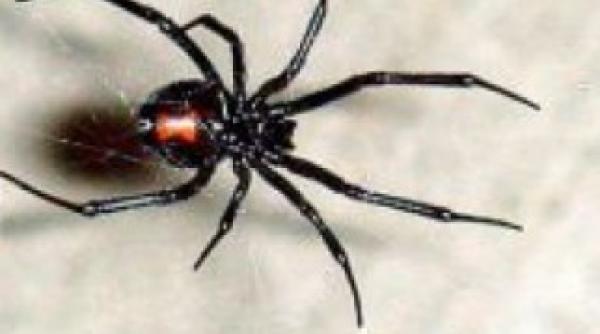 doua femei din constanta au ajuns la spital dupa ce au fost muscate de vaduva neagra