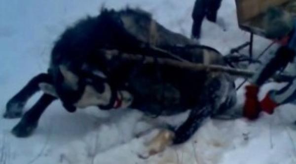 romania animal aid ofera recompensa de 500 de euro celui care ii identifica pe stapanii care si au batut cu salbaticiune calul video