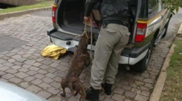 un pitbull scapat din lesa a bagat spaima in ploiesteni patru persoane au fost muscate de animalul agresiv