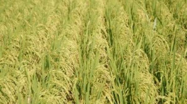 wikileaks troc intre myanmar si coreea de nord orez in schimbul armelor