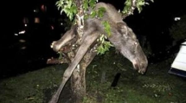 suedia un elan aparent beat a fost gasit blocat intr un copac