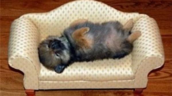 cele mai simpatice pozitii in care adorm catelusii