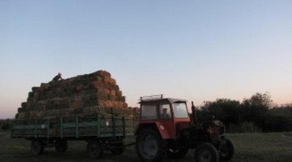 nutret pentru caii salbatici din padurea letea