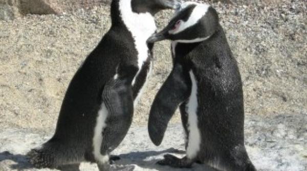 cum isi identifica pinguinii partenerii si rudele