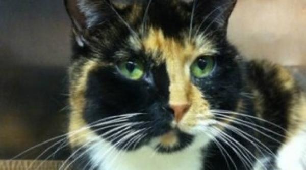 o pisica pierduta in colorado si a gasit familia dupa cinci ani la new york