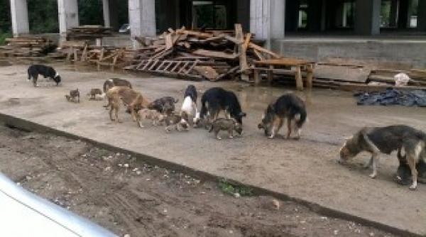 un copil a fost sfasiat de caini la vaslui