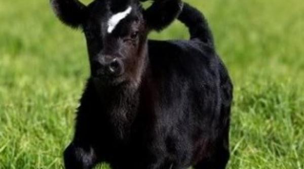 dupa caracatita paul vine vitelul prezicator ce pronostic a dat richie mccow