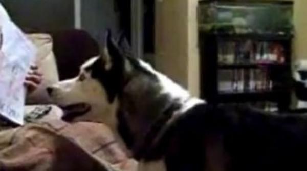 un caine este terorizat de julia roberts mai tare decat cainele cu ia de la basescu vezi video