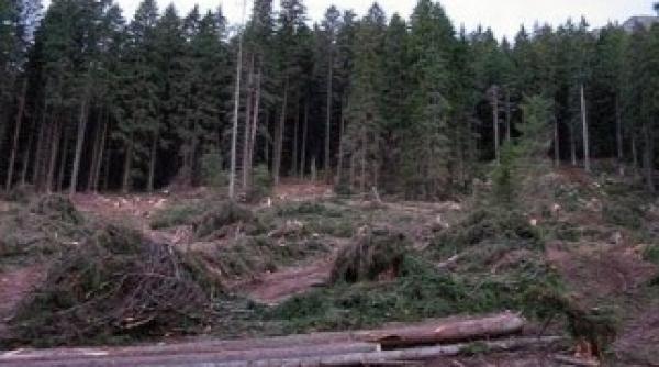 slujitorii domnului din neamt aproape de a fi condamnati din cauza defrisarilor ilegale a padurilor